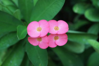 Parlak Pembe Çiçeklerden oluşan Taç 'ın Kapanışı