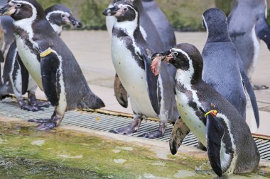 Humboldt Pengueni Kolonisi Arkaplanda Çiğ Balık Yiyor