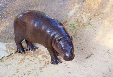 6 aylık şirin bir su aygırı yavrusu sabahları otluyor.