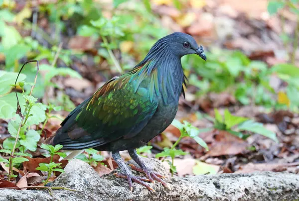 Nicobar Pigeon, yeşil, mavi ve bakır tonlarıyla göz kamaştırıcı yanardöner tüylere sahip tropikal bir kuş.