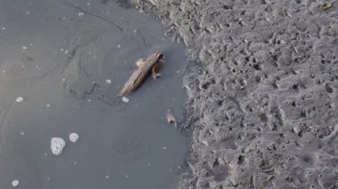 Tayland 'ın merkez bölgesindeki Mangrove Ormanı' ndaki bir su birikintisinden tırmanmaya çalışan bir çamur kaptanının görüntüsü.