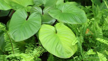 Homalomena Rubescens (Roxb) Kunth veya Kupa Kraliçesi Nazik Rüzgarda Bitki