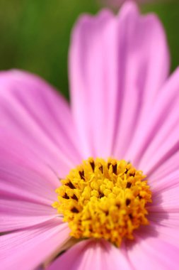 Güneş Işığındaki Çiçek Bahçesi Çiçeklerinin Göz Alma Detayları