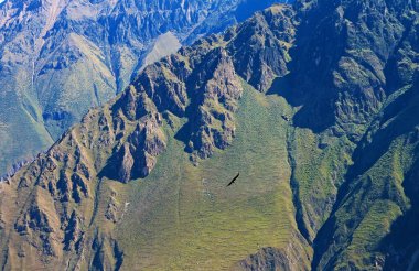 And Akbabaları, Güney Amerika 'nın Peru, Arequipa bölgesinin dağlık arazisi Colca Kanyonu' nun sabah ışığında uçuyorlar.