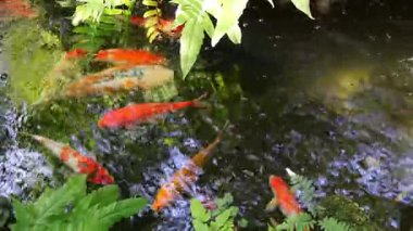 Akış Eyaleti, Amur Sazan Okulunun Renklerini gösterdiği yer