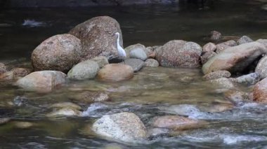 Tayland 'ın Nakhon Si Thammarat kasabasındaki Khiri Wong köyünün eteklerinde otlayan beyaz bir sığırın görüntüsü.