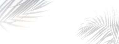 Tropical palm leaves shadow on white wall background with copy space, Panorama banner