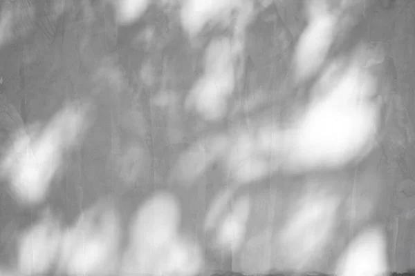 White Cement Wall Background Textured Shadow Leaves Trees — Stock Photo, Image