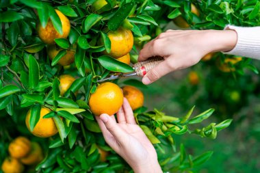 Turuncu tarlaları hasat eden çiftçi el.