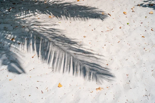 Schatten Von Palmenblättern Einem Tropischen Sandstrand Einem Sonnigen Tag Mit — Stockfoto