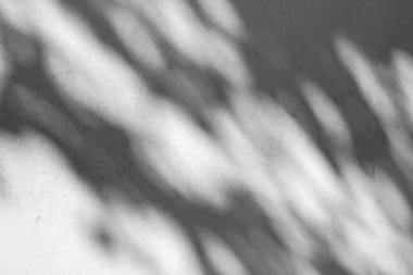 Beyaz çimento ya da taş duvar arkaplanı ve yaprakların gölgesi ile kaplanmış kaba dokulu.