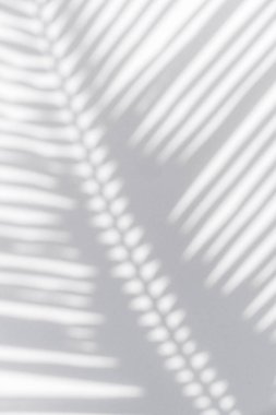 Palmiye yapraklarının gölgesi rüzgarda sallanıyor beyaz arka planda