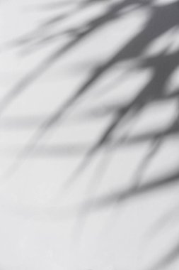 Palmiye yapraklarının gölgesi rüzgarda sallanıyor beyaz arka planda