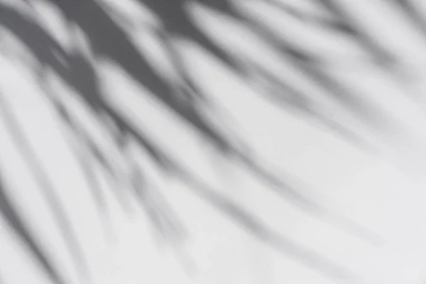 Schaduw Van Palmbladeren Zwaaien Wind Witte Achtergrond — Stockfoto