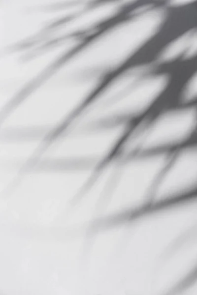 Тінь Пальмового Листя Ширяє Вітрі Білому Тлі Ліцензійні Стокові Зображення