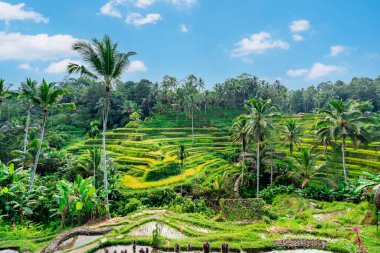 Endonezya, Bali 'de güzel yeşil pirinç terası.