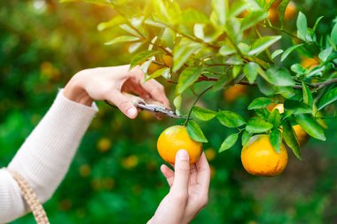 Turuncu tarlaları hasat eden çiftçi el.
