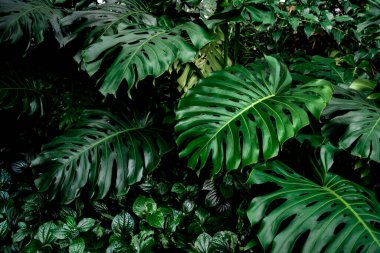 Doğayı kapat tropik yeşil yapraklar arka plan ve desenli
