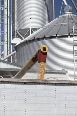 Orman - 25 Nisan 2024: bir kamyona mısır yükleme. Hasattan sonra tahıl kutularından alınan mısırlar kamyona yüklenir ve yiyecek veya etanol işlemesi için gönderilir..
