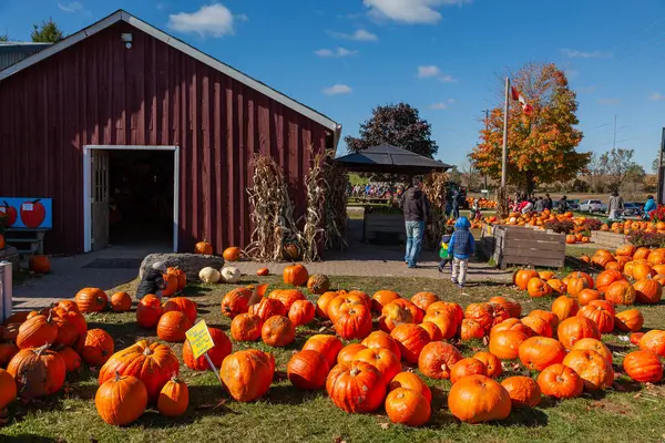 October 2014 Display Pumpkins Sale Farm Ontario Canada Halloween Royalty Free Stock Photos