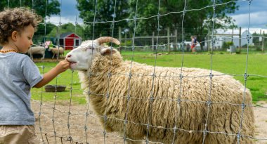 Çimenli bir tarlada, dikenli bir çitin içinden koyuna yemek sunan çocuk, insan ve hayvan arasındaki iç açıcı etkileşimi sergiliyor..