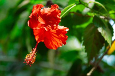 Kırmızı bir Hibiscus çiçeğinin, bulanık yeşil yapraklı arka planına yakın görüntüsü.