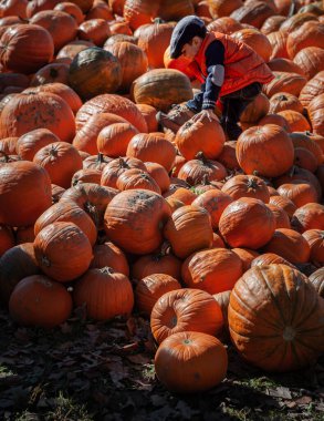 12OCT2014, Ontario, Kanada - Olgun balkabakları arasında şapka ve ceket giyen küçük çocuk yürüyor. Cadılar Bayramı, Şükran Günü ve Sonbahar sezonu