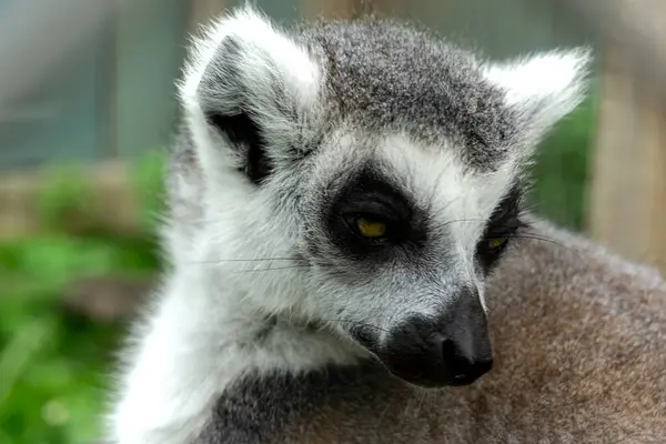 stock image Close up headshot of a lemur at a zoo in Toronto, Canada