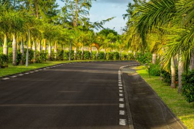 Mavi latan palmiye ağaçları, Mauritius adasında asfaltlanmış temiz bir yolun yanında. 