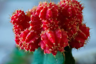 Apartman bitkisi olarak bir greft kırmızı kaktüsü yakın çekim