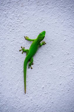 Yeşil Gün Gecko Phelsuma Grandis beyaz beton duvara tırmanıyor