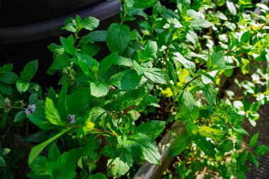 Bahçede ev yapımı nane tohumu.