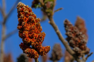 Sumac geyik boynuzu bitkisinin kırmızı konik çiçeğinin mavi, berrak gökyüzüne yakın görüntüsü
