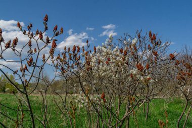 Staghorn Sumac bitkileri birkaç bulut parçasıyla mavi gökyüzünün altındaki bir tarlada kırmızı Bob 'larla dolu.