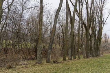 Kasvetli bulutlu bir gökyüzünün altında çimenli bir tarlada yapraksız ağaçlar. Kış mevsimi ve ilkbahar sonu.