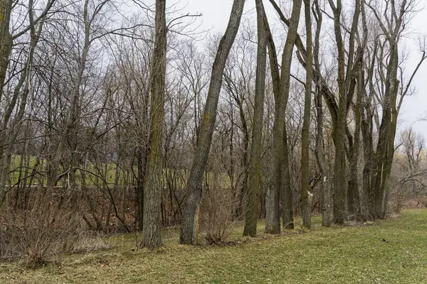 Kasvetli bulutlu bir gökyüzünün altında çimenli bir tarlada yapraksız ağaçlar. Kış mevsimi ve ilkbahar sonu.