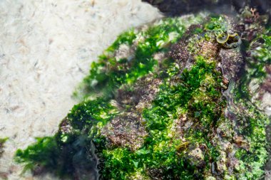 Göldeki bir kayanın yüzeyindeki yeşil algler ve planktonlar.