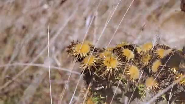 Carlina Vulgaris Mezi Plevelem Slunečním Svitu Houpajícím Větru Vysoce Kvalitní — Stock video