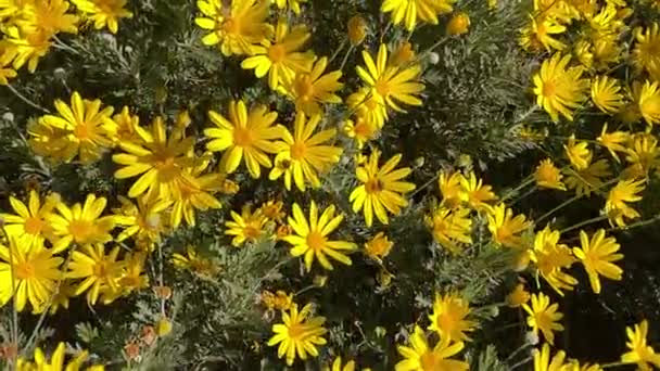 Euryops Flower Blown Slow Motion Sunlight Handheld High Quality Fullhd — Vídeos de Stock