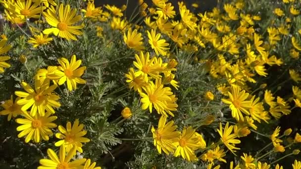 Euryops Flower Blown Slow Motion Sunlight Handheld High Quality Fullhd — Stockvideo