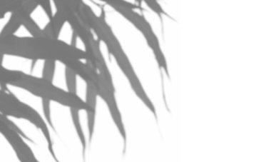 Beyaz arka plandaki yaprakların gri gölgesi. Soyut nötr doğa kavramı arka planı bulanıklaştırdı. Noktalı ışık.