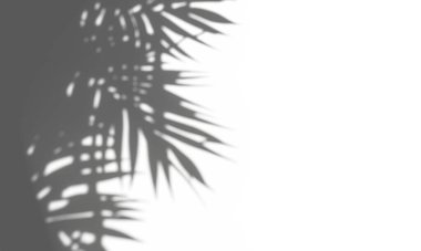 Beyaz arka plandaki yaprakların gri gölgesi. Soyut nötr doğa kavramı arka planı bulanıklaştırdı. Noktalı ışık.