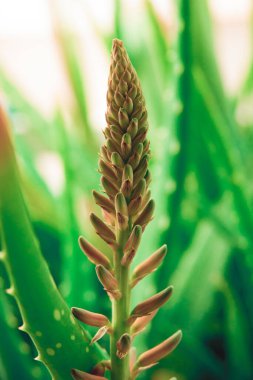 İzole edilmiş aloe vera bitkisi ve yeşil arka planı olan çiçek.