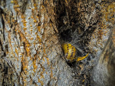 İçi boş bir ağaç gövdesi. Ağaç deliğindeki salyangoz. Ağacın kabuğunda bir delik. Eski ağaç kabuğu dokusu arkaplanı