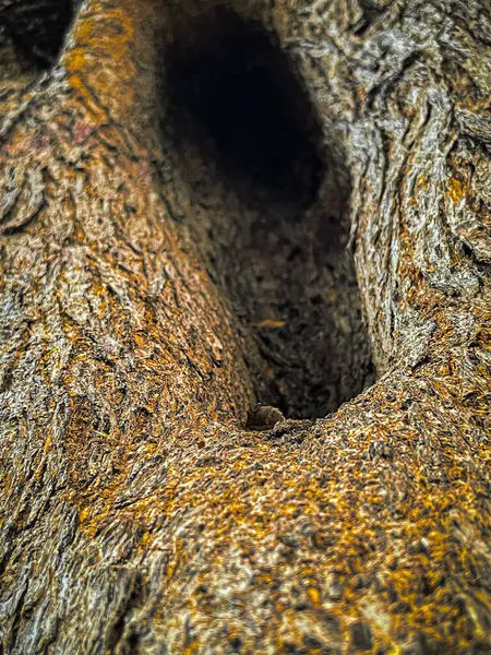 Close-up tree trunk with hollow. Hole in the bark of a tree. Old tree bark texture background