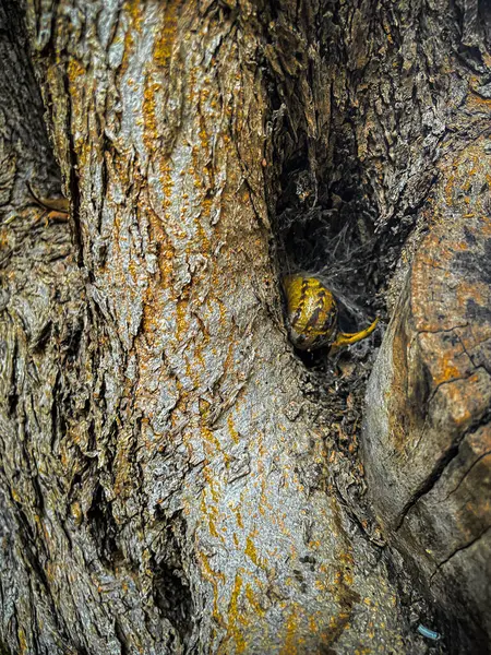 Close-up tree trunk with hollow. Snail  in a tree hole. Hole in the bark of a tree. Old tree bark texture background