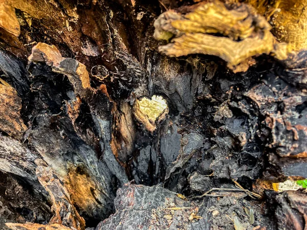 naturally formed heart shape inside a tree trunk