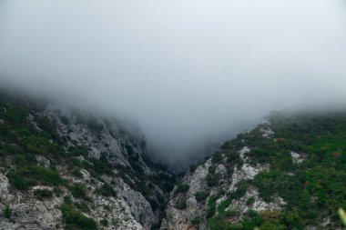 Yeşil bitki örtüsü ve çam ağaçları ile sisli dağ manzarası.