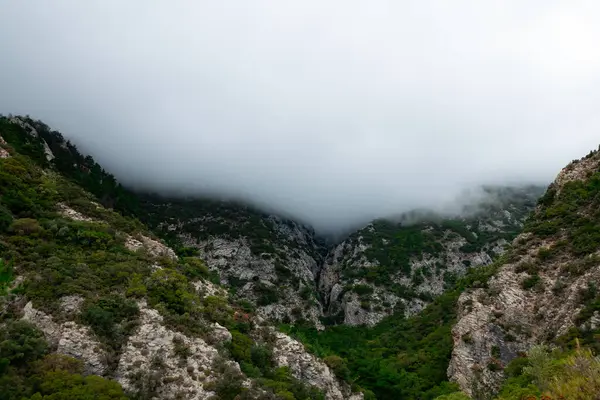 Yeşil bitki örtüsü ve çam ağaçları ile sisli dağ manzarası.