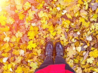 Top view of leather trendy shoes standing on autumn leaves in park